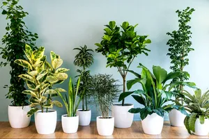 Plante care nu mor ușor, chiar dacă uiți complet de ele. Recomandări pentru cei care nu se pricep la îngrijit flori