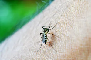 Scapă de țânțari fără spray-uri toxice. Ce poți pune pe plasele de la geamuri pentru o vară fără griji