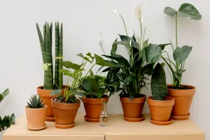 5 plante de interior care ne pot face viața mai frumoasă și mai relaxantă