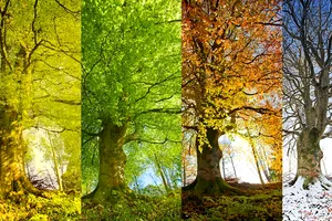 Anotimpurile nu mai sunt patru. Pământul are acum șase, spun specialiștii