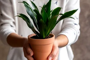 11 plante de apartament ideale pentru a face un cadou special celor dragi