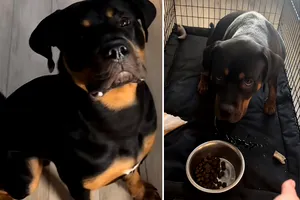 Carl, Rottweilerul care nu mănâncă fără rugăciune. Patrupedul a făcut senzație pe TikTok