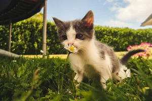 Cum protejăm grădina de pisici. Plantele care țin la distanță felinele