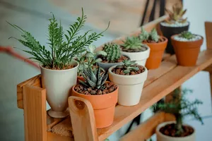 Cum să redai viața casei tale: 6 idei geniale de decor cu plante
