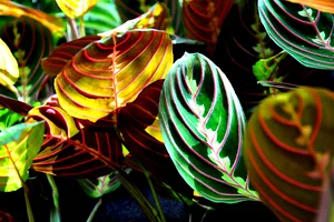 Planta care se roagă. De ce e bine să o ai în casă. Efecte nebănuite
