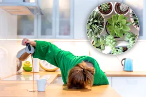 Plantele care alungă oboseala și atrag energia pozitivă în casă. Sunt ideale în orice locuință