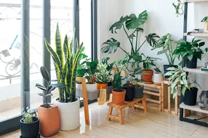 Pune aceste plante la intrarea în casă și vei fi ferit mereu de necazuri și invidie. Vor aduce prosperitate