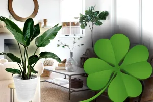 7 plante care atrag abundența în viața ta. Trebuie să le ai în casă, pentru noroc și prosperitate, conform specialiștilor Feng Shui