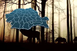 Animalul rar care trăiește în România. Este de o mare frumusețe, doar câteva exemplare mai trăiesc