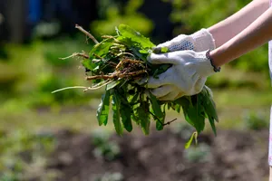 Cum să scapi de buruieni în câteva ore cu doar trei ingrediente din bucătărie