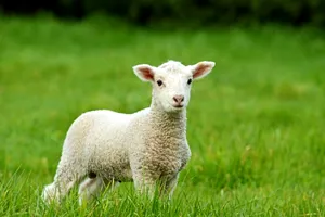Câte kilograme trebuie să aibă mielul de Paşte. Pericol pentru sănătate dacă are sub această greutate