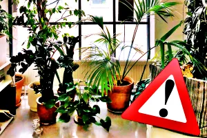 7 plante care aduc ghinion în casă. Ce flori să nu ții niciodată în locuința ta