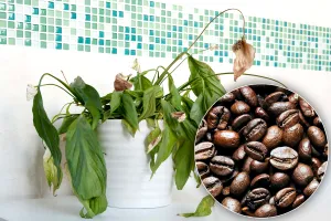 Amestecul puternic cu cafea care readuce la viață chiar și cele mai uscate plante. Ce alte ingrediente banale îți mai trebuie