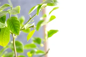 Planta pe care orice român trebuie să o aibă la intrarea în casă. Va atrage norocul și prosperitatea