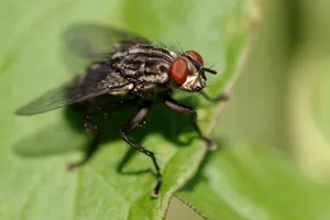 Ingredientul banal din bucătărie pentru alungarea muștelor. Ține la distanță aceste insecte de locuința ta