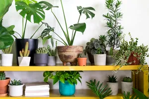 Planta care aduce noroc la bani. Locul din casă unde e bine să o așezi