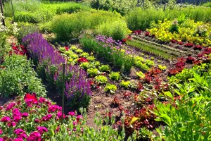Florile pe care nu trebuie să le plantezi sub nicio formă lângă legume. Îți vor distruge toată recolta