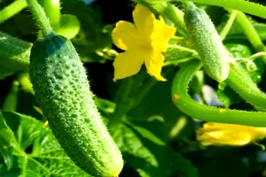 Trucul pentru a obține o recoltă triplă de castraveți pe o suprafață mică. Cum trebuie să-i plantezi, de fapt