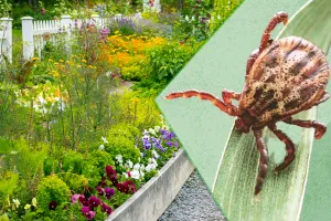 Plante care țin căpușele la distanță de curtea ta. Sunt de mare ajutor, te vor scăpa de această problemă