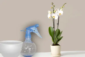 Ingredientul banal care face ca orhideele să înflorească rapid. Trucul genial, te vei bucura de niște flori superbe