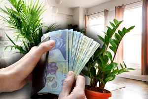 Planta pe care trebuie să o ai în casă pentru a avea noroc. Atrage banii și iubirea