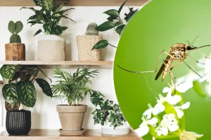 Plante care alungă țânțarii. Sunt perfecte pentru balcon sau grădină, îți vor fi un aliat de bază împotriva acestor insecte