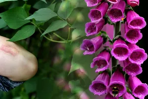 Plante otrăvitoare din grădină. Au o frumusețe aparte, nici nu ai bănui că sunt toxice. Trebuie să scapi imediat de ele