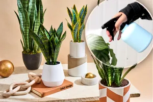 Cu ce să stropești plantele ca să crească mai repede. Trucul secret pentru o grădină superbă
