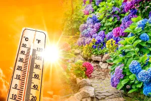 Amestecul puternic care ajută plantele să supraviețuiască valului de căldură. Ce să pui la rădăcină pentru a le înviora