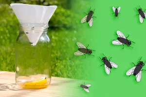 Cea mai ieftină și eficientă capcană pentru muște făcută în casă. Durează 1 minut să o faci
