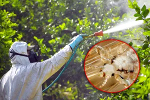 Cu ce se stropesc prunii în iulie și august. Tratamente care îi scapă de dăunători