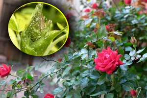 Ingredientul minune care ține departe afidele de grădina ta. Ce și când să presari printre plante, așa vor înflori abundent
