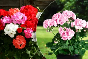 Locul în care nu trebuie să ții niciodată mușcatele. E interzis să faci asta cu florile tale