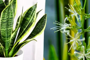 Plantele care atrag sărăcia în casa ta. De ce trebuie să scapi imediat. Aduc mare ghinion