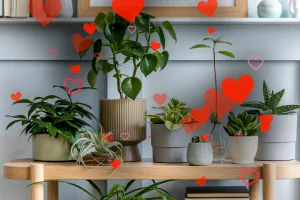 5 plante care atrag dragostea și armonia în viața ta. Locul în care trebuie să stea în casă pentru efect maxim