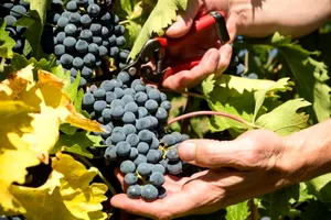 Când se culeg strugurii. Primele semne că fructele s-au copt. Sfatul de aur al agricultorilor pentru un vin delicios și parfumat