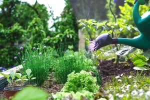 Cu ce să stropești în grădină pentru o recoltă bogată. Plantele vor crește mai rapid și vor fi mai roditoare