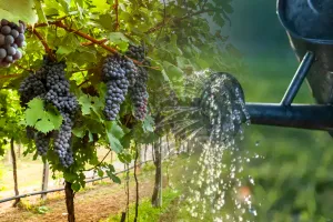 Ce tratament să aplici viței de vie în septembrie pentru o recoltă bogată la anul. E trucul toamnei 2023