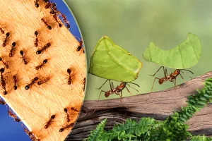 Cum să scapi rapid de furnici. 6 remedii la îndemâna oricui, ingredientele le ai deja în casă