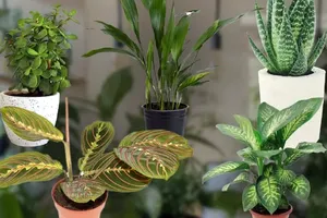 De ce să pui coji de ceapă pe plante. Sfatul de aur al grădinarilor profesioniști, vei iubi acest secret