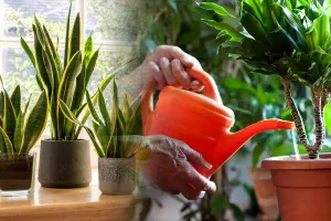 Ingredientul minune cu care să uzi florile din ghiveci în august. E un bun aliat împotriva dăunătorilor, puțini știu