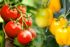 Ingredientul neașteptat pe care să-l presari în grădină. Recolta de ardei și roșii va fi uriașă, toți vecinii vor dori să afle rețeta
