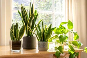 Plantele care te scapă de mucegaiul din casă. Sunt soluția naturală în lupta cu igrasia