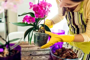 Ce trebuie să adaugi în apa cu care uzi orhideea. Ingredientul banal pentru o înflorire fabuloasă