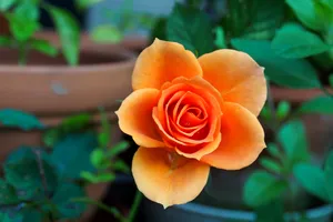 Trucul secret al experților pentru trandafiri înfloriți până la toamnă. Ai nevoie de un singur ingredient din bucătărie