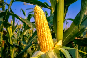 Ce să pui în pământ lângă porumb. Aceste legume nu pot trăi una fără alta, combinația perfectă care dă roade bogate