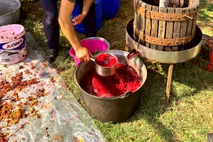 Când se culeg strugurii pentru vin, de fapt. Momentul potrivit pentru recoltare
