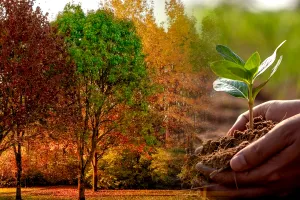 Ce copaci să nu plantezi în curte. Pot fi un adevărat pericol