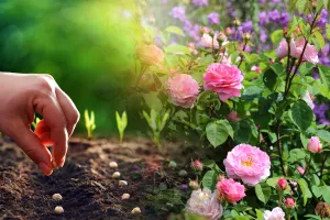 Ce să plantezi lângă trandafiri toamna. Secretul pentru a avea o grădină de vis