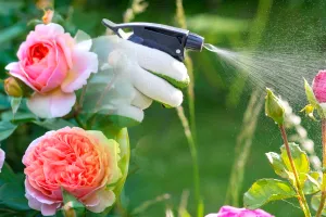 Ce să pulverizezi peste trandafirii din grădină, toamna. Secretul pentru a te bucura de flori frumoase anul viitor